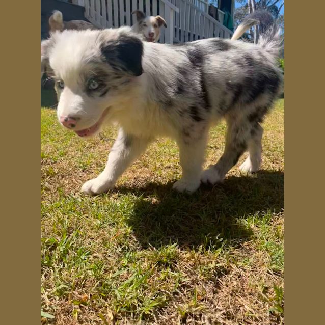 Photo of Marshall   8 Week Border Collie (Trial)