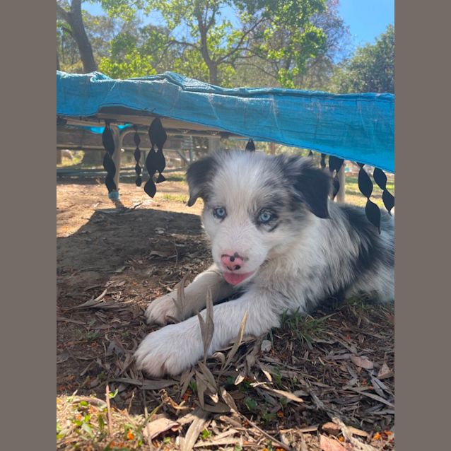 Photo of Marshall   8 Week Border Collie (Trial)