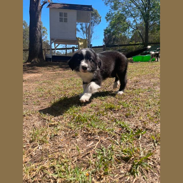 Photo of Zuma   8 Week Border Collie