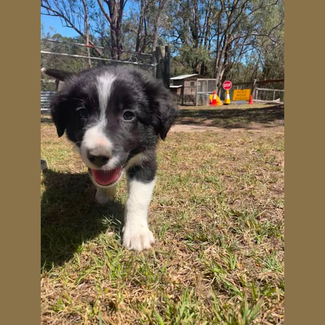Photo of Zuma   8 Week Border Collie