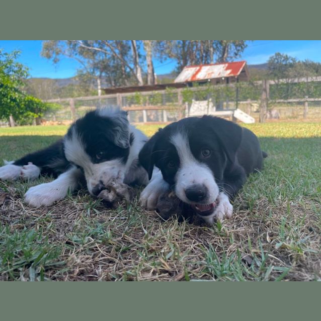 Photo of Chase   8 Week Border Collie (Trial)