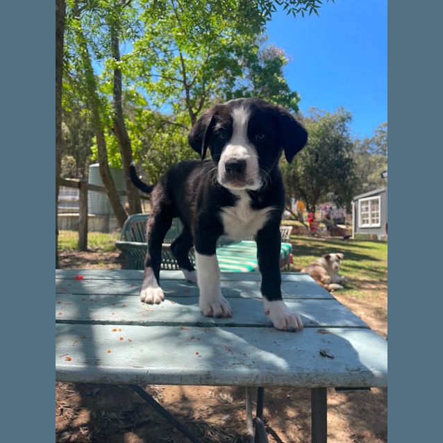 Photo of Chase   8 Week Border Collie (Trial)