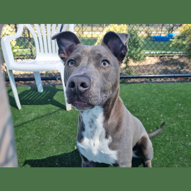 Photo of Benji Imp 746