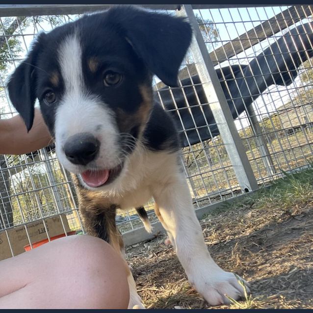 Photo of Rex   8 Week Border Collie (Trial)