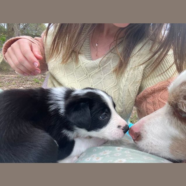 Photo of Skye   8 Week Old Border Collie (Trial)