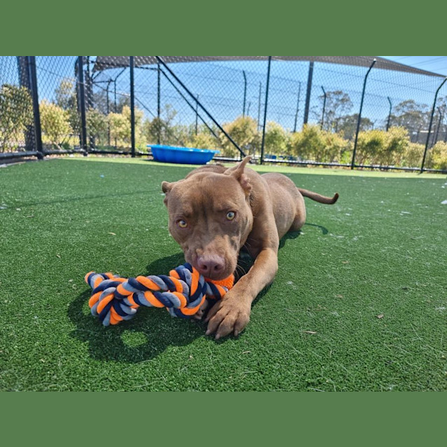 Photo of Gecko (1675)