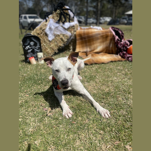 Photo of Bowie