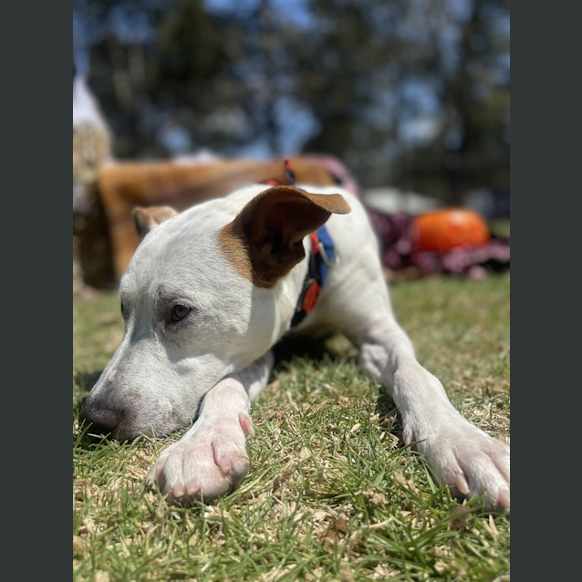 Photo of Bowie