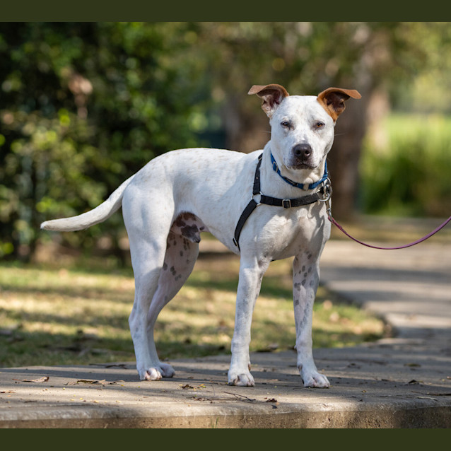 Photo of Bowie