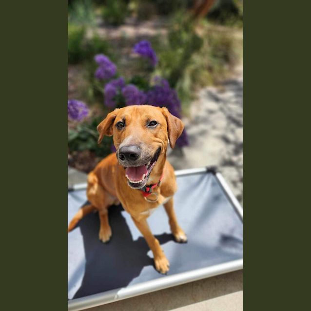 Photo of 🧨Texas C04620 🧨