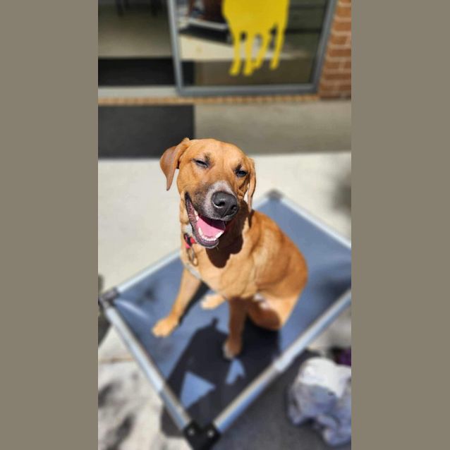 Photo of 🧨Texas C04620 🧨