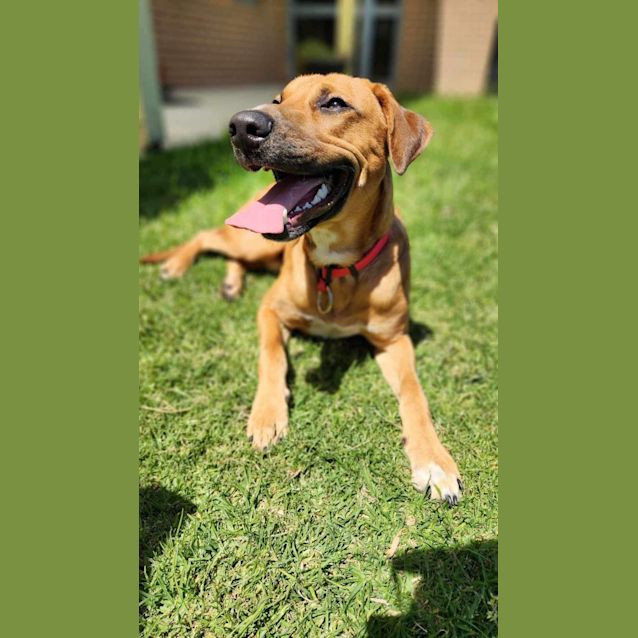 Photo of 🧨Texas C04620 🧨