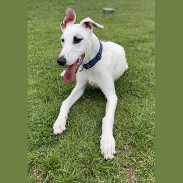 Photo of Nigel (60300)