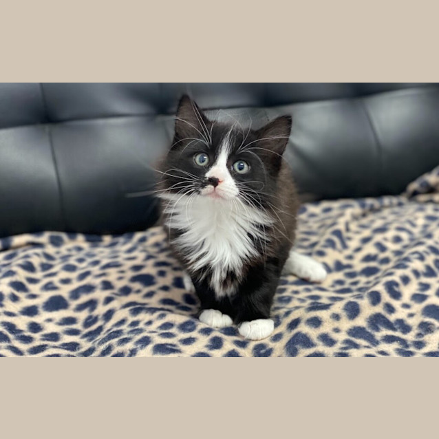 Photo of Mango