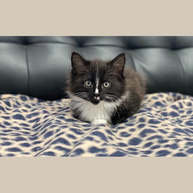 Photo of Peaches