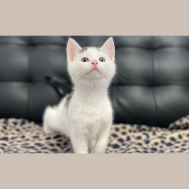 Photo of Sweet Chilli