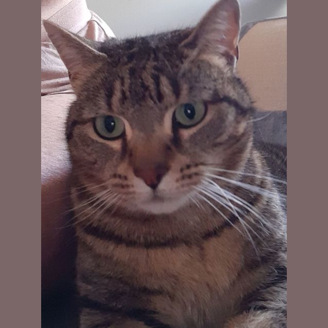Photo of Gypsy 