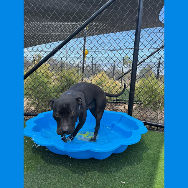 Photo of Biggie Imp 1078