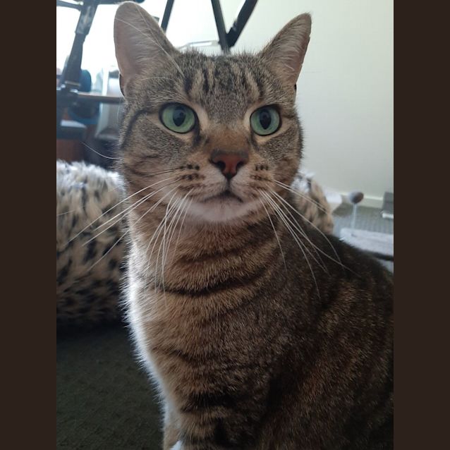 Photo of Gypsy 