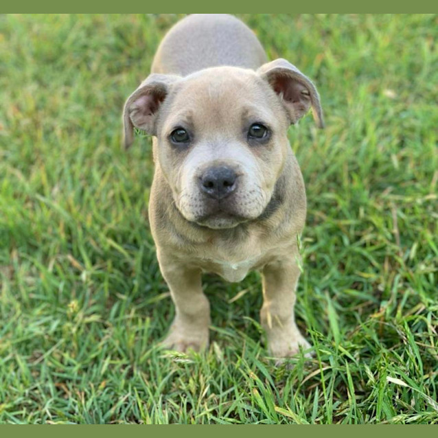 Photo of Lily 🐶🩶🐶🩷