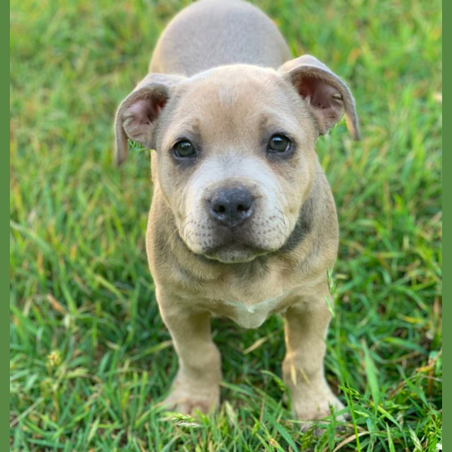 Photo of Lily 🐶🩶🐶🩷