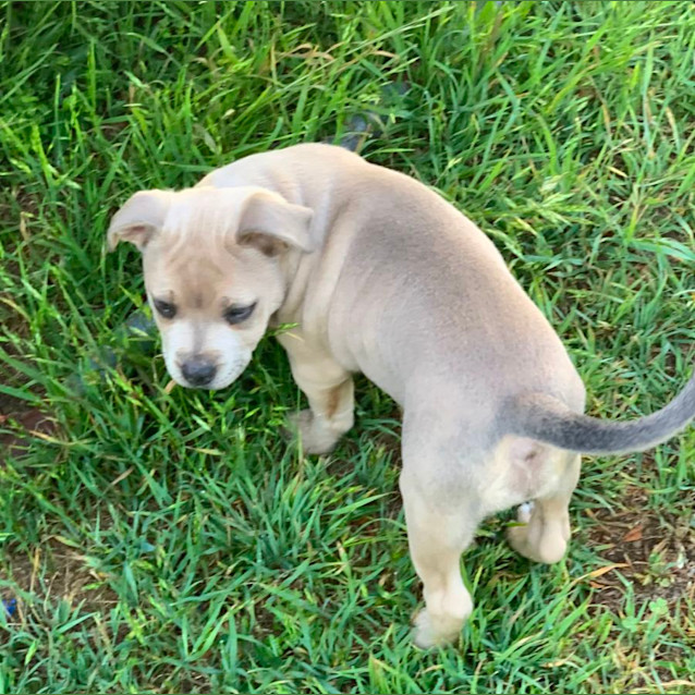 Photo of Lily 🐶🩶🐶🩷