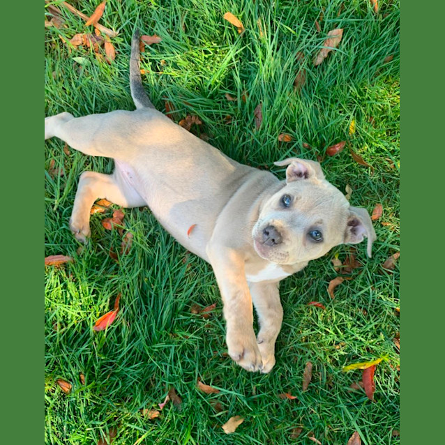 Photo of Lily 🐶🩶🐶🩷