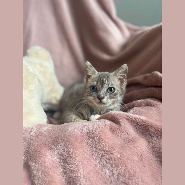 Photo of Primrose