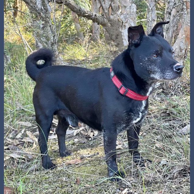 Photo of Turbo Thomas