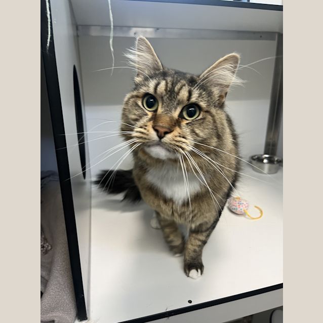Photo of Nookie (Was Ezekiel)
