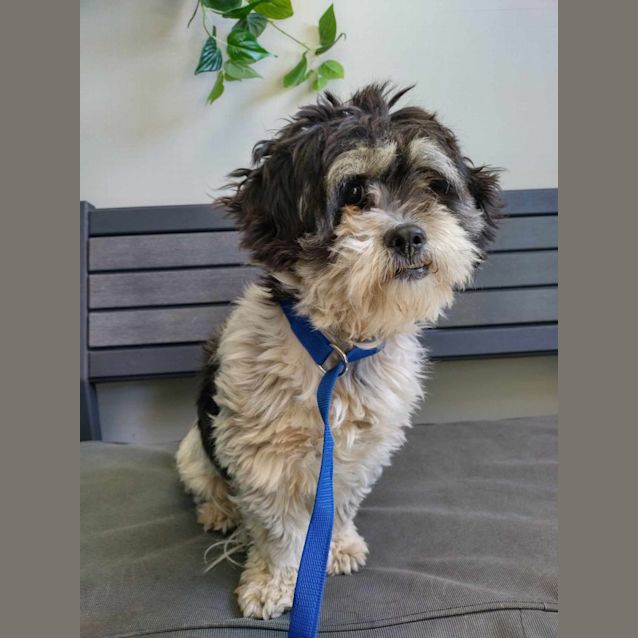 Photo of Daisy