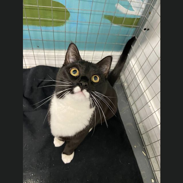 Photo of Maverick