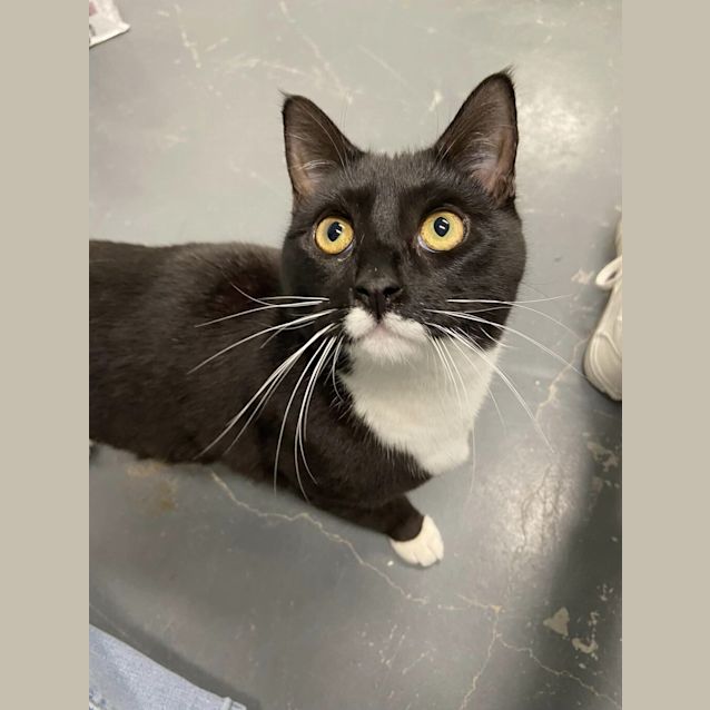 Photo of Maverick