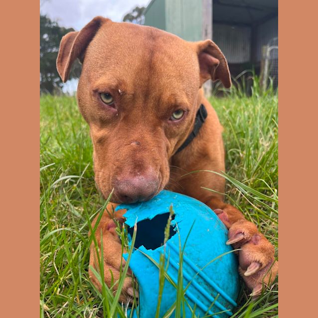 Photo of 💣 Skipper C04562 💣