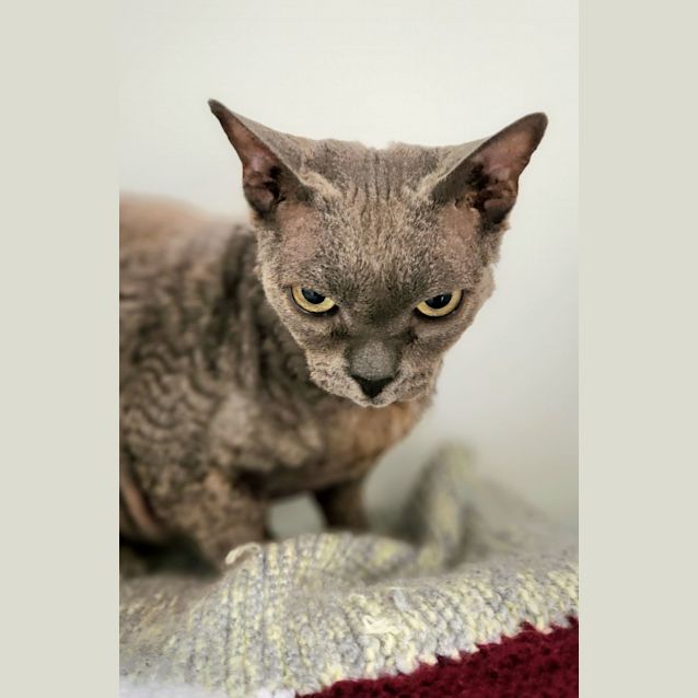 Photo of 💎 Polly F02645 💎