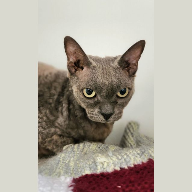 Photo of 💎 Polly F02645 💎