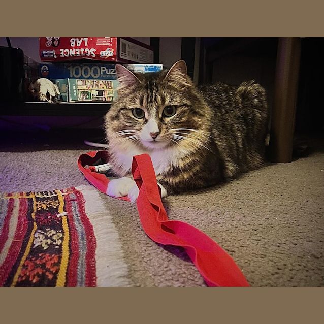 Photo of Lil (Was Tabitha)