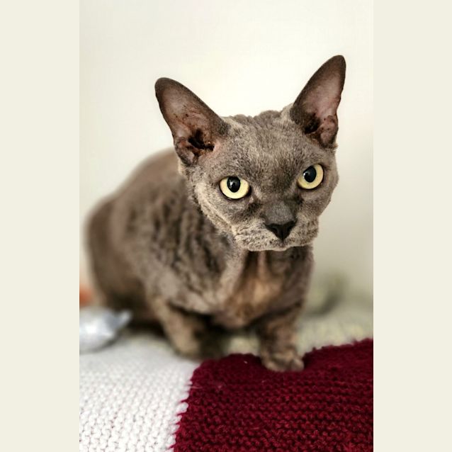 Photo of 💎 Polly F02645 💎