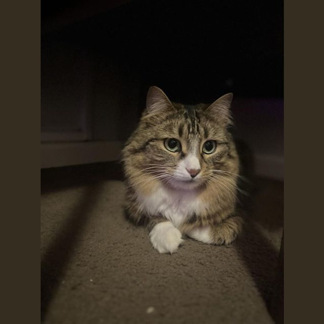 Photo of Lil (Was Tabitha)