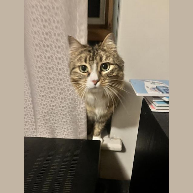 Photo of Lil (Was Tabitha)