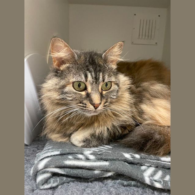 Photo of ⭐ Kia F02641 ⭐