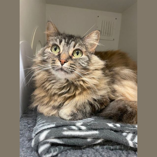 Photo of ⭐ Kia F02641 ⭐