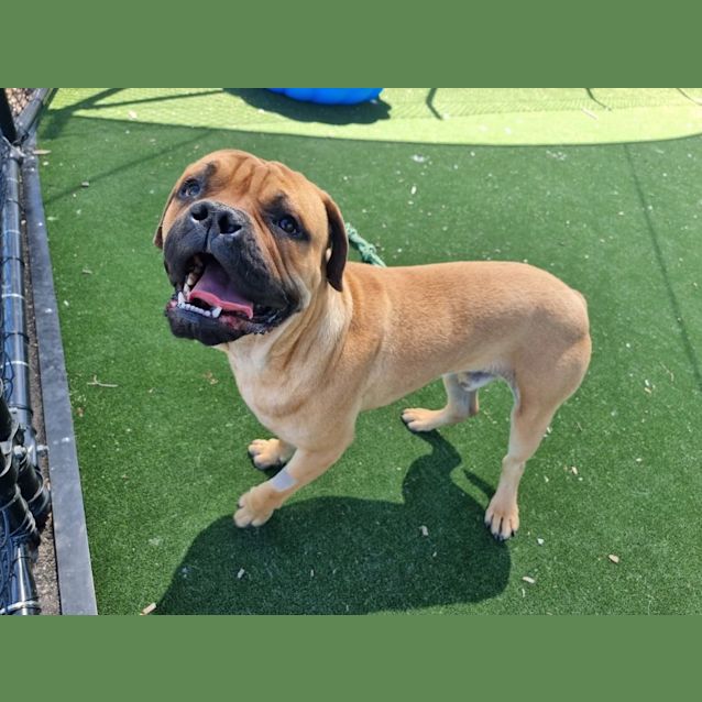 Photo of Judge Imp 1693