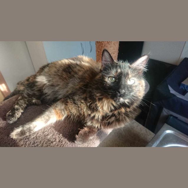 Photo of Ashley **2nd Chance Cat Rescue**