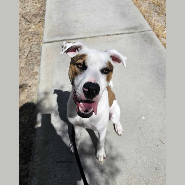 Photo of Bongo