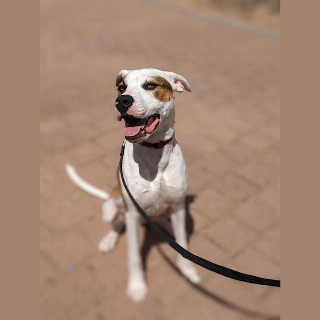 Photo of Bongo