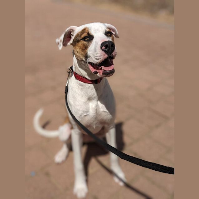 Photo of Bongo