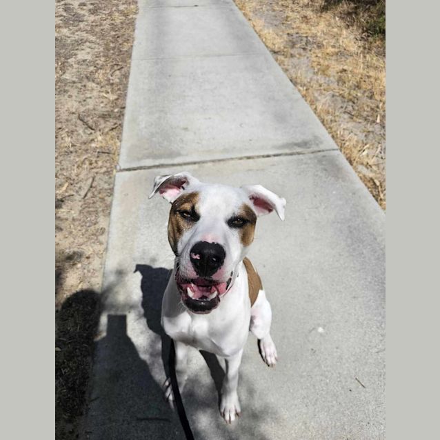 Photo of Bongo