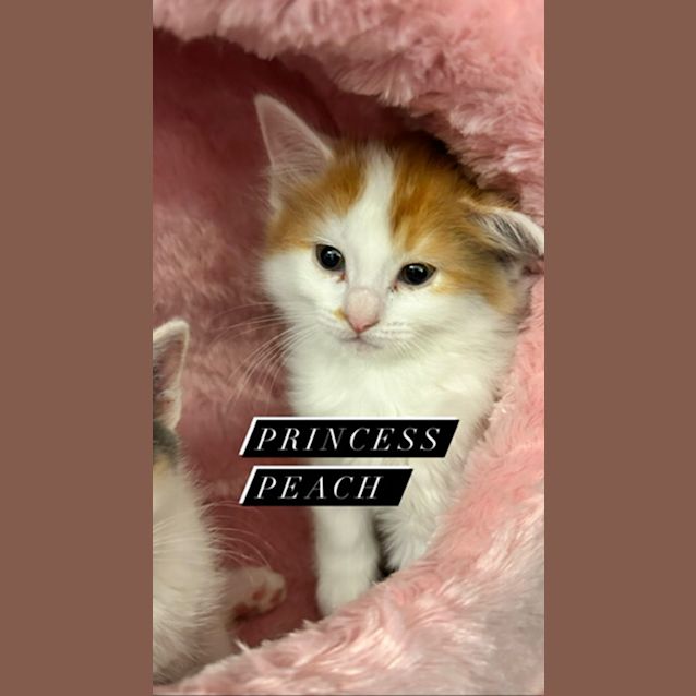 Photo of Princess Peach 