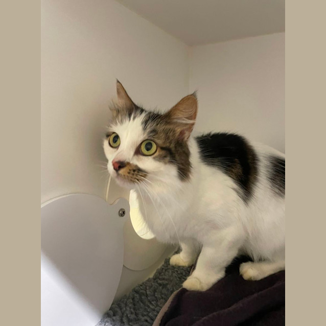 Photo of 🧁 Chloe F02630 🧁